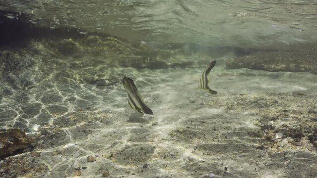 Two baby Bat fish swims over sandy bottom, slow motion. Pair of juvenile Batfish (Platax orbicularis) swims in shallow water in surf zone next to rocks