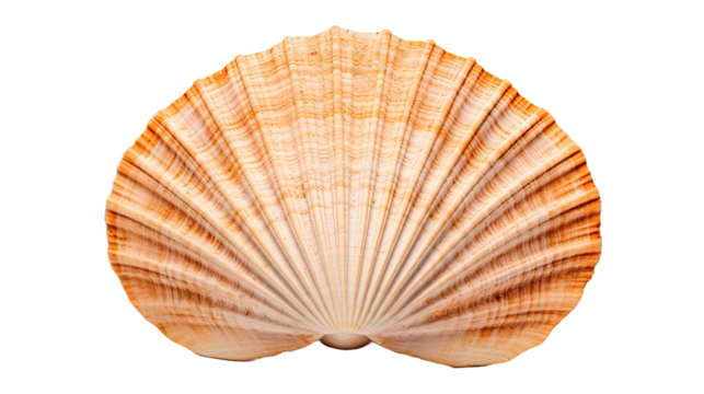 Scallops Shell isolated on a transparent background