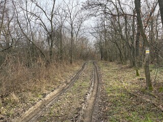 Obraz premium Hungarian forest hiking trail in the Balaton region