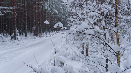 WINTER ATTACK - Snow in forest on trees and on the forest road