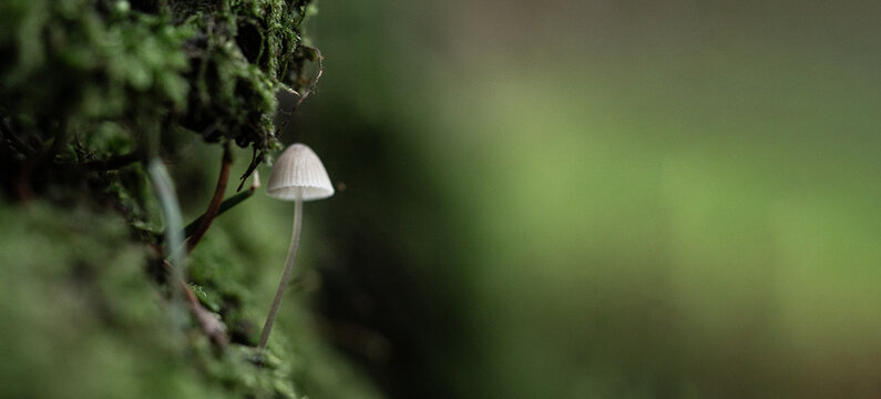 Mushroom close up in autumn forest