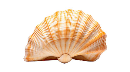 Shell isolated on a transparent background