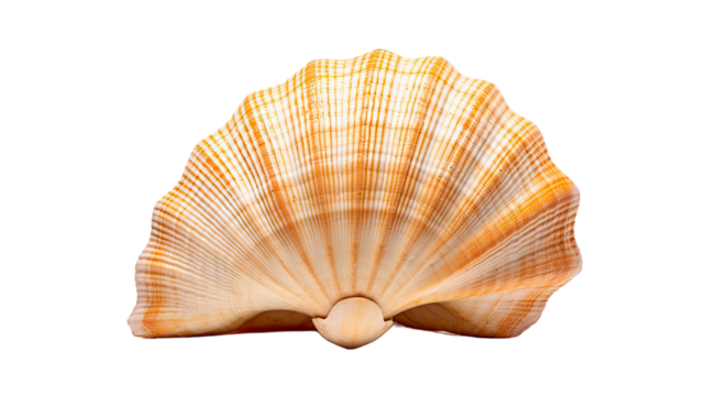 Shell isolated on a transparent background