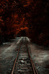 Fototapeta premium railway in the woods