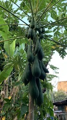 papaya tree in the garden