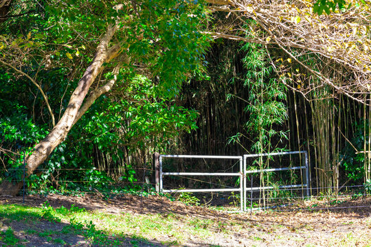 青空のゴルフ場・コース場外のOB、笹と竹が生い茂るアウトオブバウンズの林・森の入口（神奈川県湯河原町）