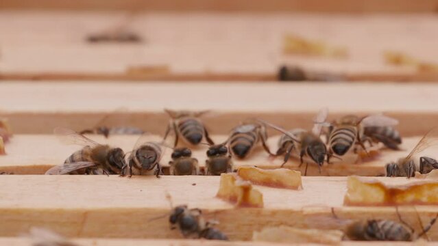 Close up view of the opened hive body showing the frames populated by honey bees. Bee mooving on top of it. Focus changing