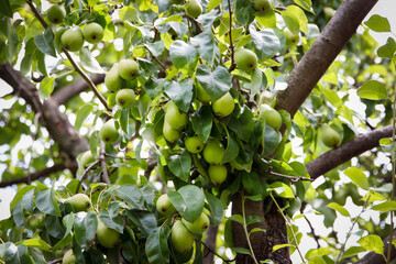 Yellow appetizing pears grow and ripening on a tree in a beautiful fruit garden on green background