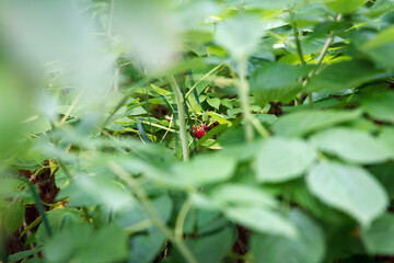 Berries of beauty red sweet and tasty raspberries sour on branches in garden on green background