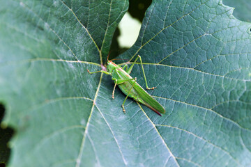 Great green cricket, Tettigonia viridissima, adult female or imago on green grape leaf in summer