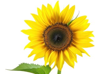 Fototapeta premium Yellow Sunflower With Green Leaves on White Background