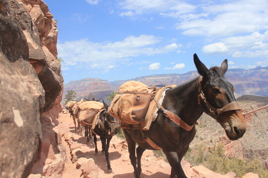 donkeys hiking in the grand canyon national park 