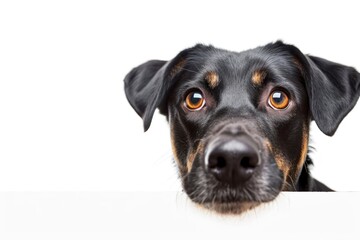 Fototapeta premium Close Up of Dog Looking Over Sign