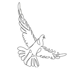 pigeon