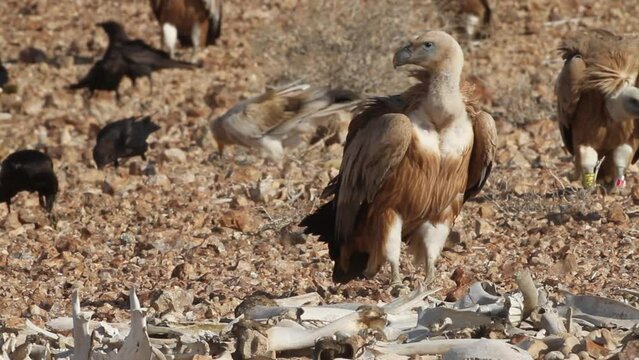 Eurasian griffon Vultures(Gyps fulvus) fiding on carcass in the Negev Desert