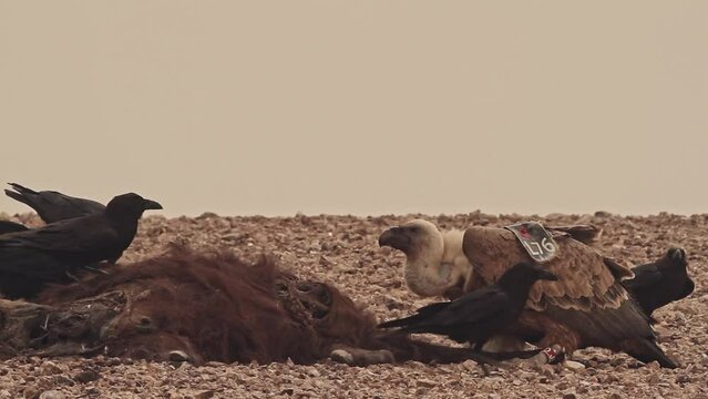 Eurasian griffon Vultures(Gyps fulvus) and Brown-necked raven(Corvus ruficollis) fiding on carcass in the Negev Desert