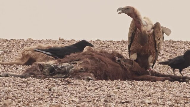 Eurasian griffon Vultures(Gyps fulvus) and Brown-necked raven(Corvus ruficollis) fiding on carcass in the Negev Desert