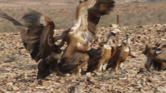 Eurasian griffon Vultures(Gyps fulvus) fighting on carcass in the Negev Desert
