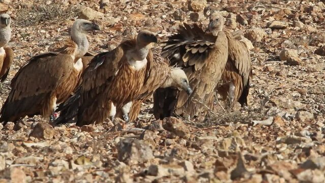 Eurasian griffon Vultures(Gyps fulvus) fiding on carcass in the Negev Desert