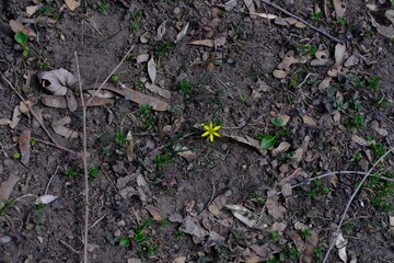 flowers growing in the ground