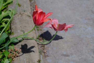 red tulips in the garden