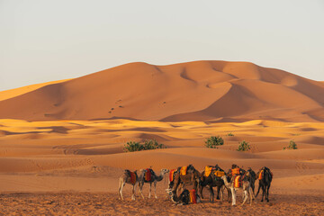 group of camels resting near big sand dunes in the desert morocco with orange color view and arid...