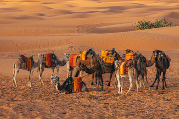 group of camels resting near big sand dunes in the desert morocco with orange color view and arid vegetation