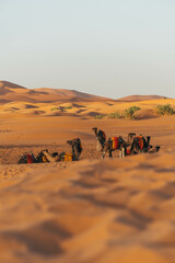 group of camels resting near big sand dunes in the desert morocco with orange color view and arid...