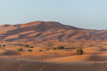 big sand dunes in the desert morocco with orange color view and arid vegetation sahara