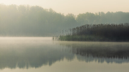 Nature Backgrounds: Springtime in Fores at a Pond with a Reeds by Foggy Morning Sun