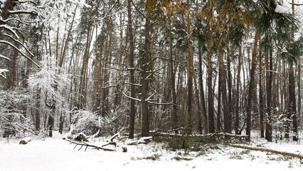 View to long trail with falling snow at winter woodland. Snow-covered branches of pine at wild forest. Beautiful nature landscape at background