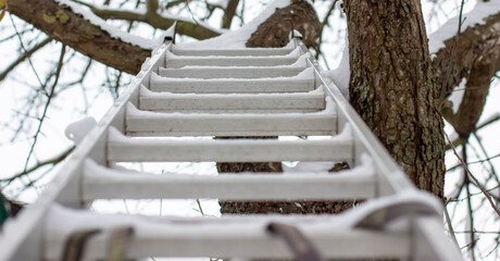 Winter scene, an aluminum ladder leans against a tree, creating a unique perspective resembling...