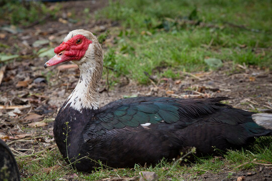 Detalhe de pato idoso com tamanho grande em campo agr&iacute;cola.