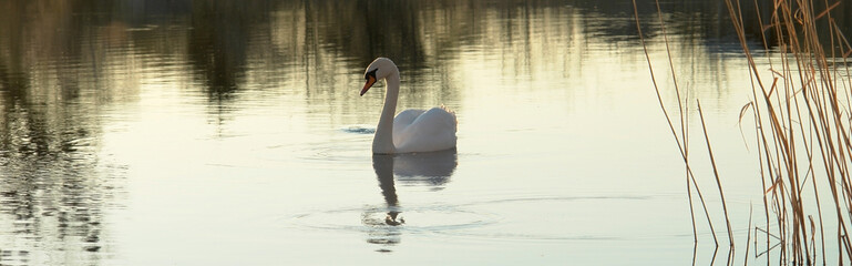 Swan on the lake