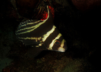a fish in coral reef in the Caribbean Sea