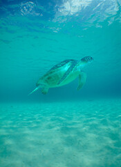 Obraz na płótnie Canvas green sea turtle in the crystal clear waters
