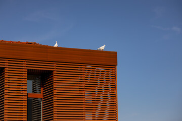 Two wedding white pigeons on a rooftop of a building. Two lovebirds sitting together. Blue sky behind them. - Powered by Adobe