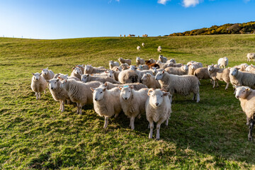 Obraz premium sheep wanting feeding Isle of Anglesey 