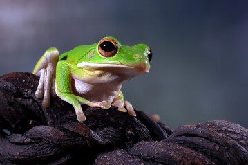 Dumpy tree frog on a tree branch