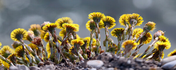 Huflattich (Tussilago farfara) Blüten, Heilpflanze, Panorama - obrazy, fototapety, plakaty