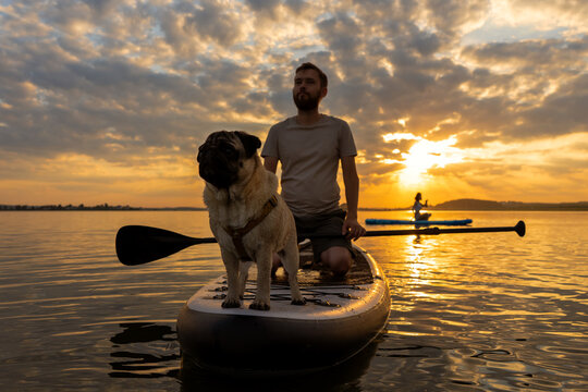 Man paddle boarding at lake during sunset together with pug dog. Concept of active tourism and supping with pets. Brave Dog Standing on SUP Board and enjoy lifestyle on summer petfriendly vacation