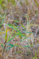 A squacco heron (Ardeola ralloides) in a rice field chasing its prey