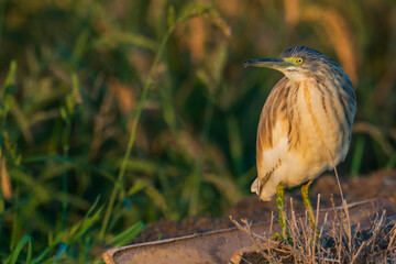 A squacco heron (Ardeola ralloides) in a rice field chasing its prey