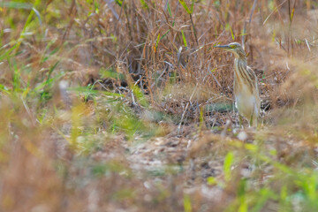 A squacco heron (Ardeola ralloides) in a rice field chasing its prey