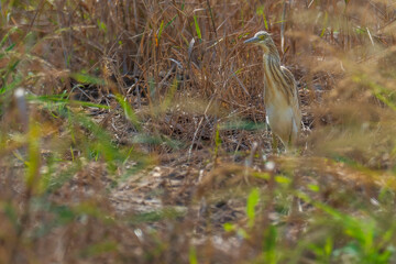 A squacco heron (Ardeola ralloides) in a rice field chasing its prey