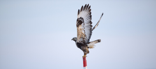 a bird of prey, spreading its wings, sits on a pole - Powered by Adobe