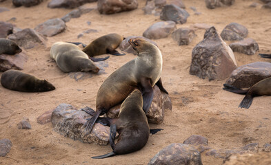 Fototapeta premium A Cape fur seal suckles its pup along the Skeleton Coast of Namibia.