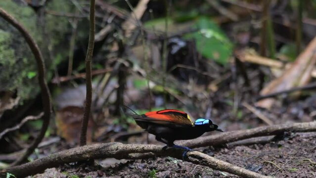 Wilson's bird-of-paradise or Diphyllodes respublica seen in Waigeo in West Papua
