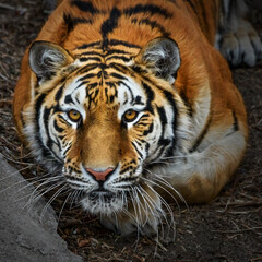 Close-up of a Siberian tiger - 705057364