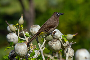 Pretty little bird perched on a grove of wild gardenia in Kirstenbosh's garden